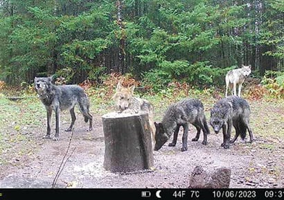 Citizen Facebook page helping Wisconsin DNR count wolves – Outdoor News
