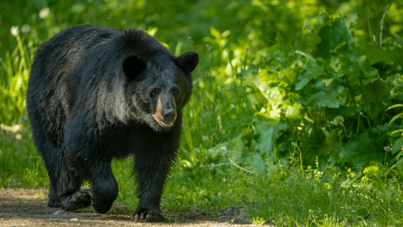 Colorado Wildlife Officials Euthanize Mother Bear That Repeatedly Charged at Two Boys