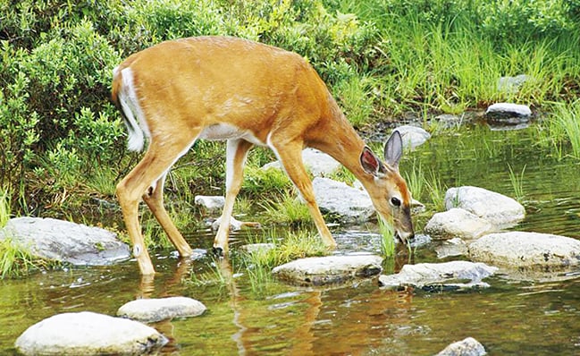 Commentary: Of worms and deers and trees. What’s the connection here? – Outdoor News