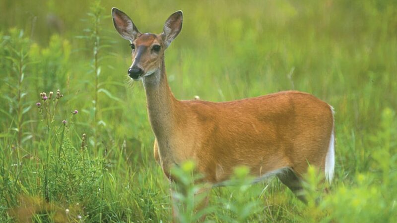 Commentary: The most-feared predator of all for whitetails? One study shows it’s humans – Outdoor News