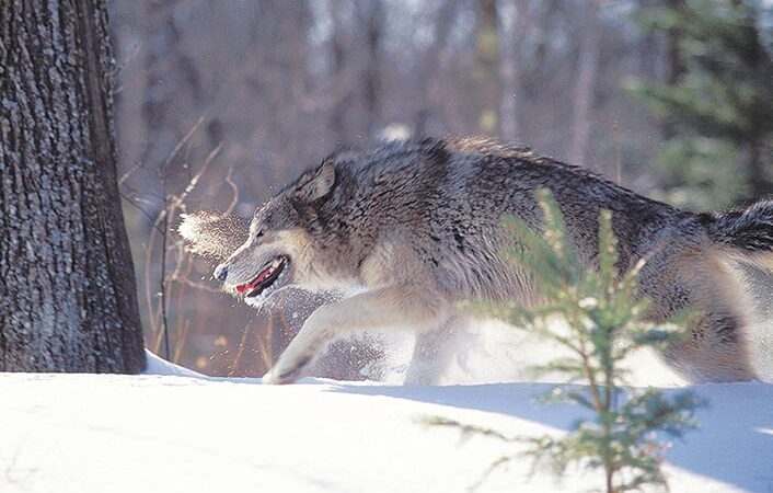 Commentary: Wisconsin wolf management myths busted – Outdoor News