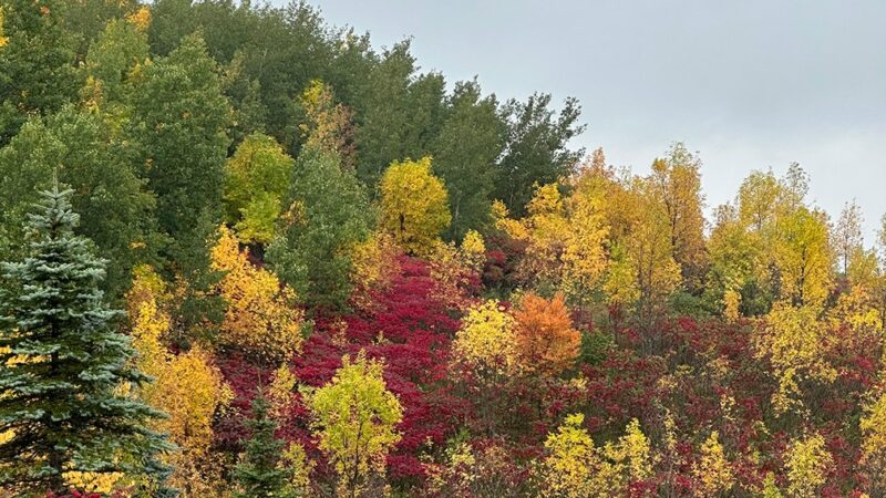 Consistent watering essential for newly-planted trees in Iowa this fall – Outdoor News