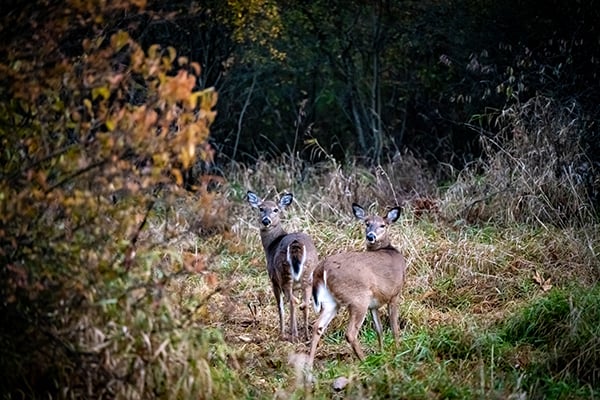 CWD positive deer found in Michigan’s Midland County for first time – Outdoor News