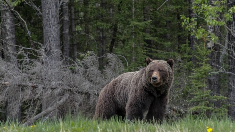 Deadly Grizzly Bear Attack in Banff National Park Leaves Two Dead