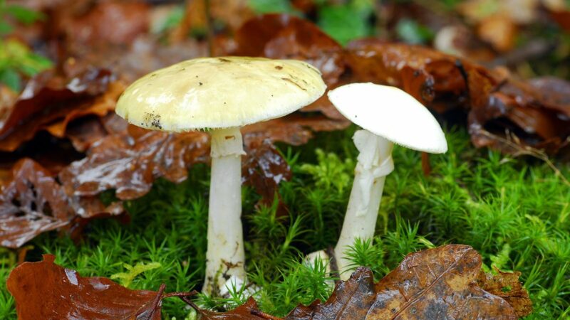 Deadly Mushrooms That Even Bear Grylls Won’t Eat