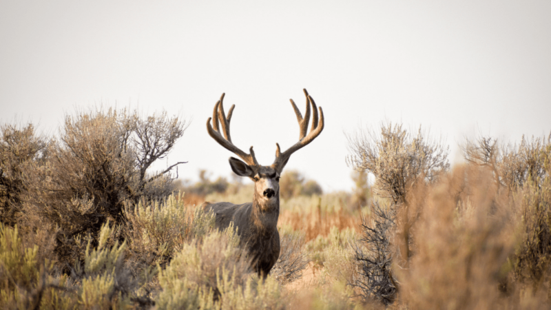 Deer Attack: Buck Crashes Basketball Game in Colorado, Injuring Woman