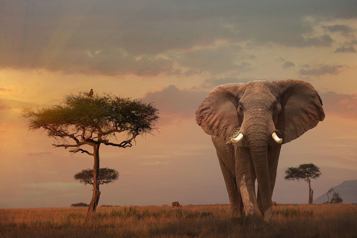 must-see-animals-in-africa