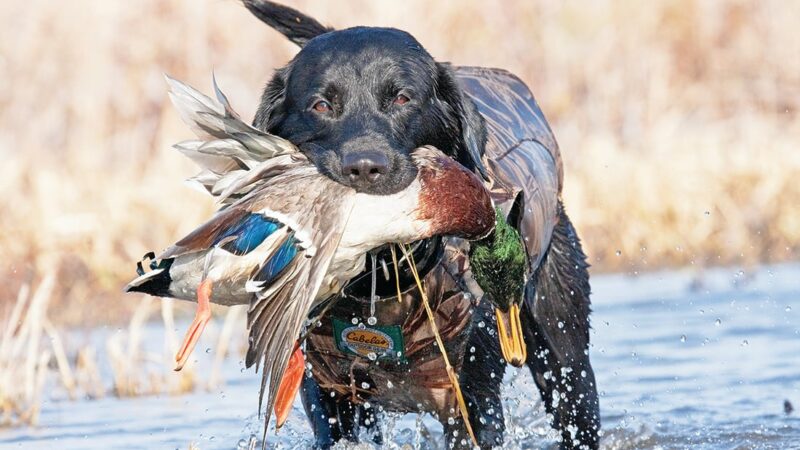 Duck, goose seasons about to commence in Ohio – Outdoor News