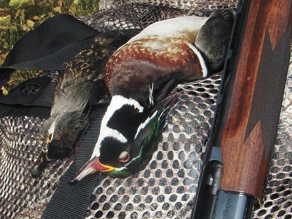 Early-season ducks, and a report from the deer stand – Outdoor News