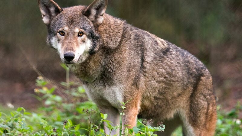 Endangered red wolf can make it in the wild, but not without ‘significant’ help, study says – Outdoor News