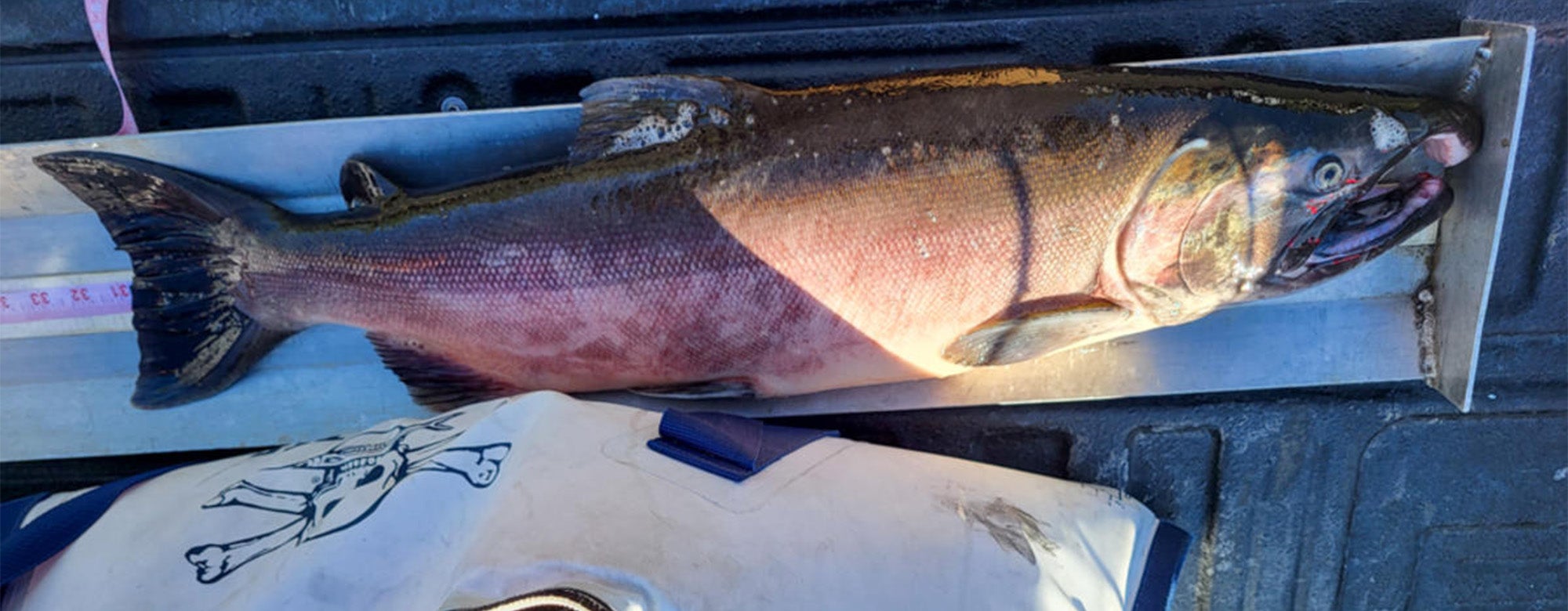 idaho coho record 2