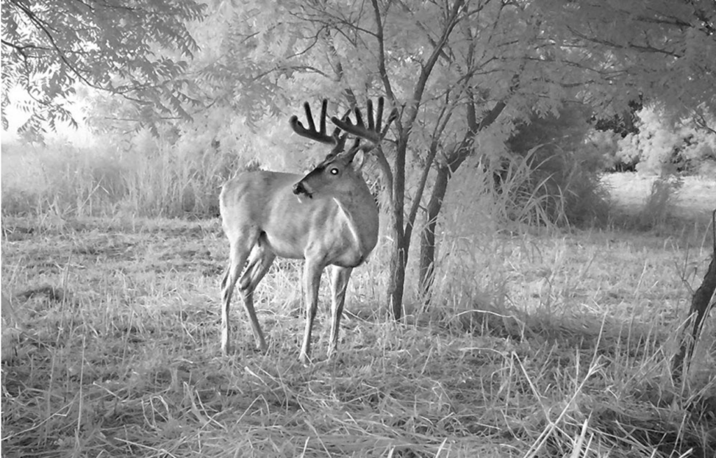 kansas velvet buck