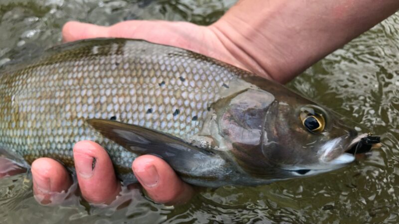 Grayling Fishing Returns to Michigan After a Nearly 100-Year Absence