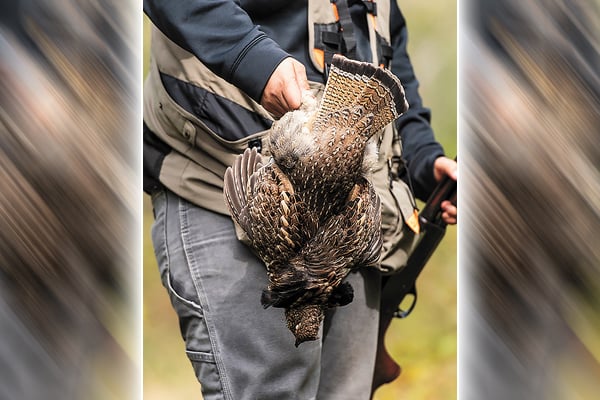 Have no dog? Here are ways to still get on the grouse – Outdoor News