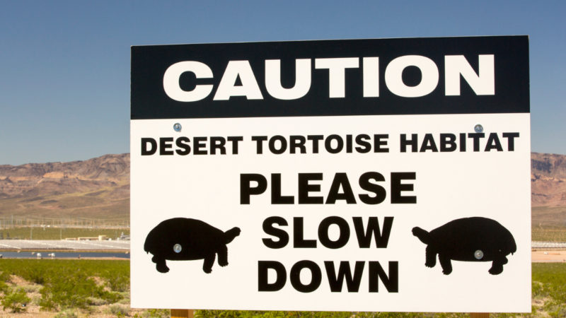 Help Celebrate One of America’s Most Unique Animals During Desert Tortoise Week