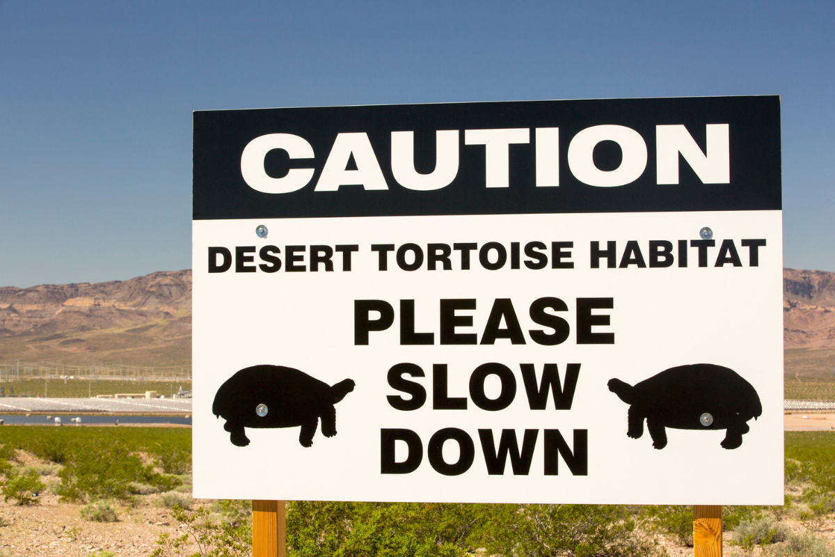 desert tortoise week