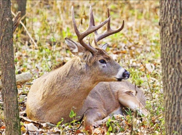 Here are some of the best ways to handle your deer in CWD areas – Outdoor News