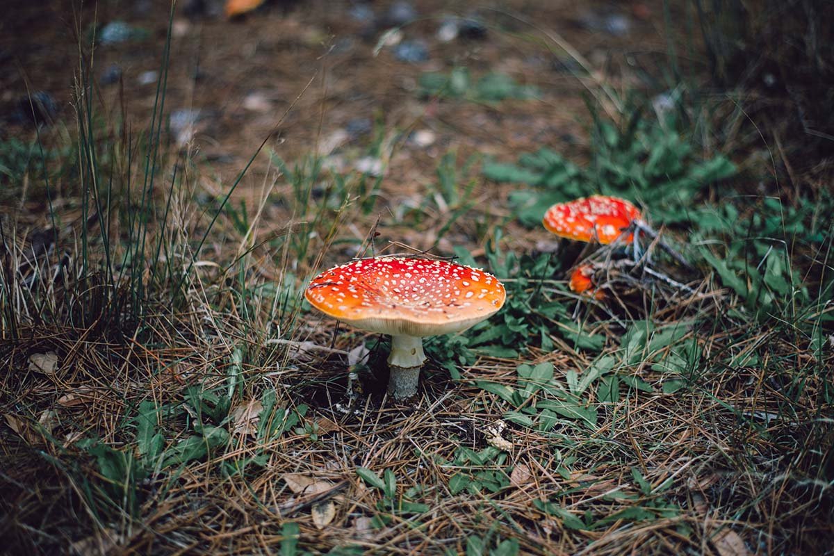 how-do-mushrooms-spread