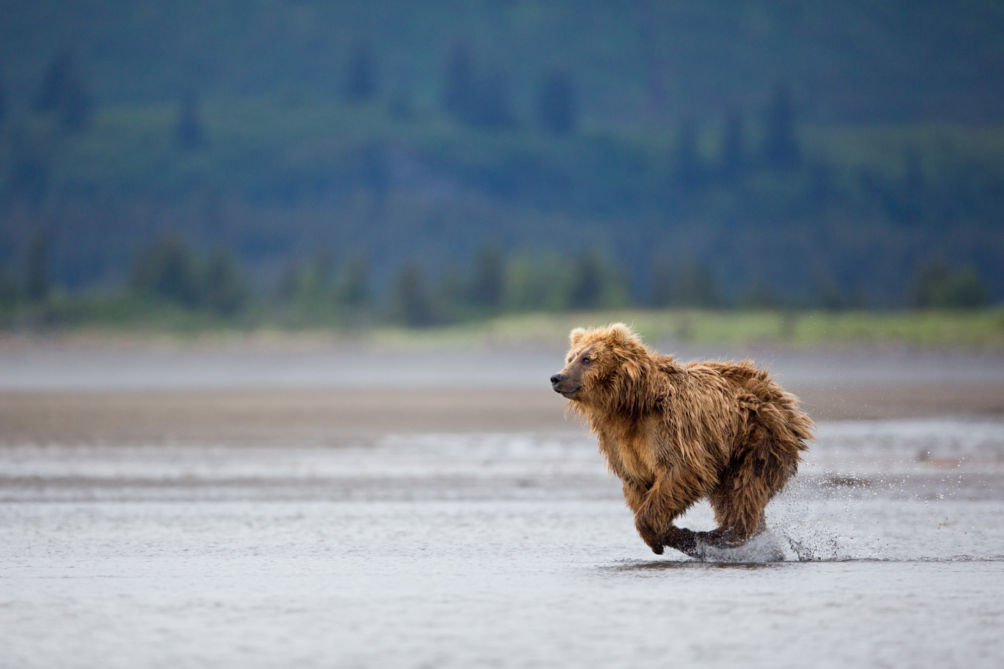 brown bear running alaska