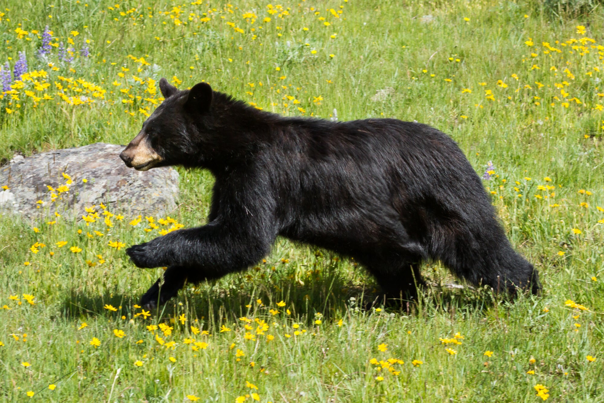 black bear running through flowers