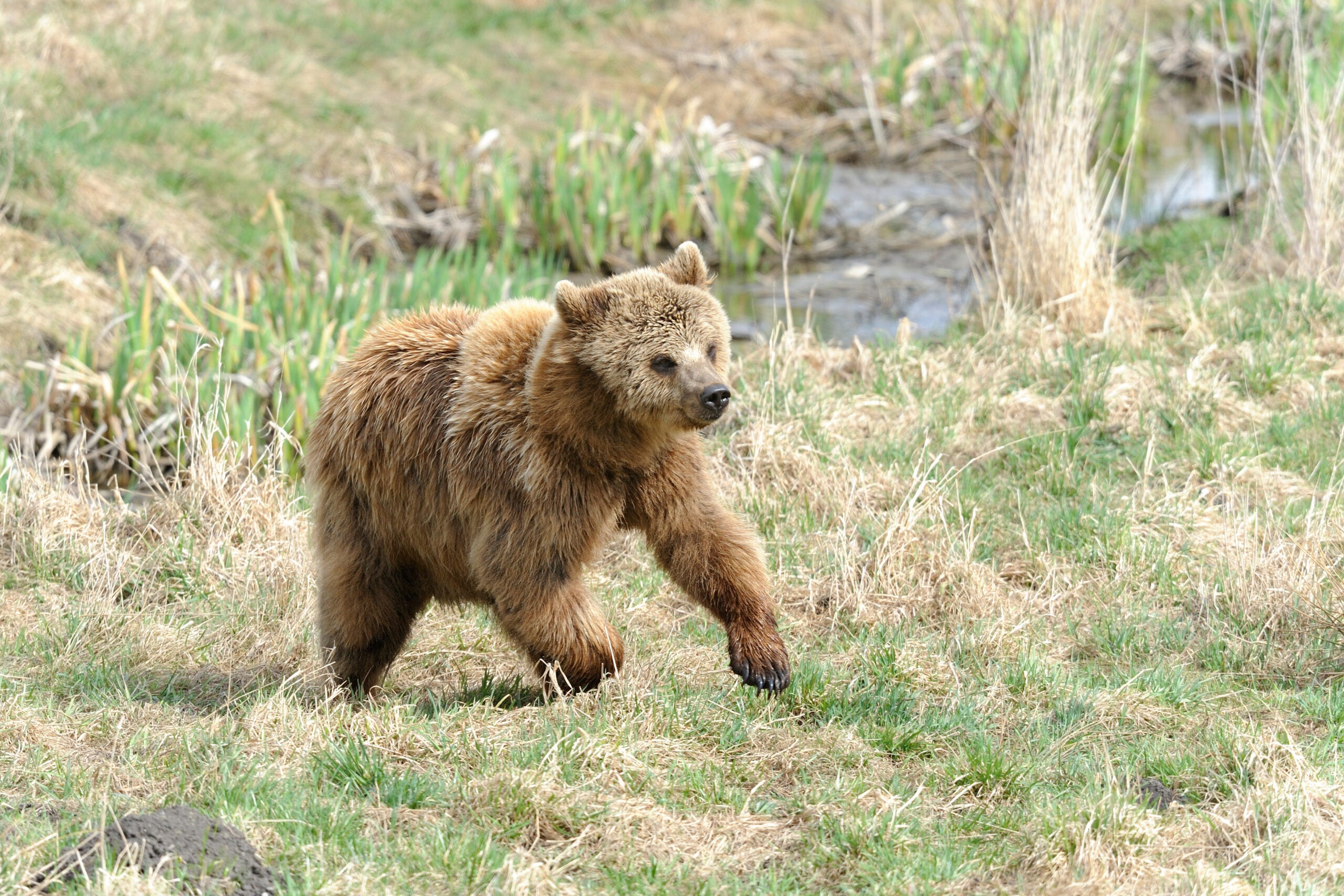young brown bear running
