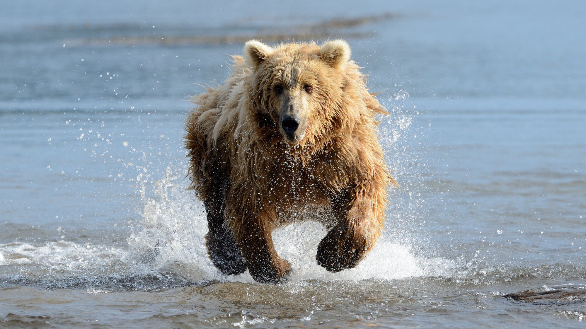 how fast can a bear run