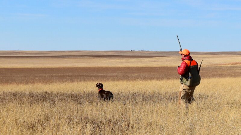 How to Hunt Pheasants Solo