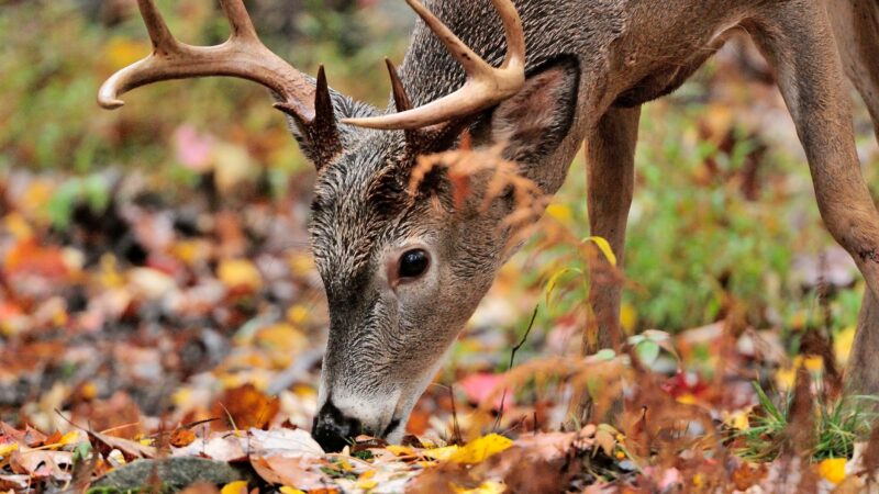 How to Hunt Whitetails on the Acorn Crop This Fall