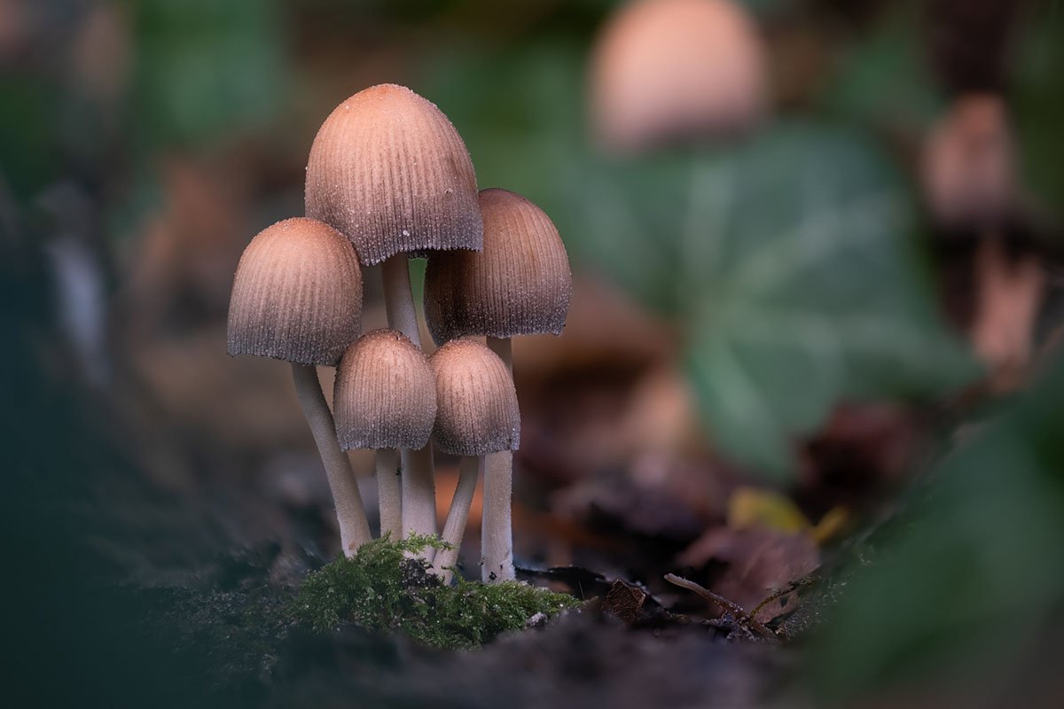 how-to-identify-toxic-mushrooms