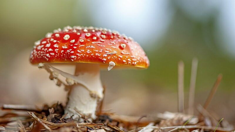 How to Identify Toxic Mushrooms, According to Bear Grylls 