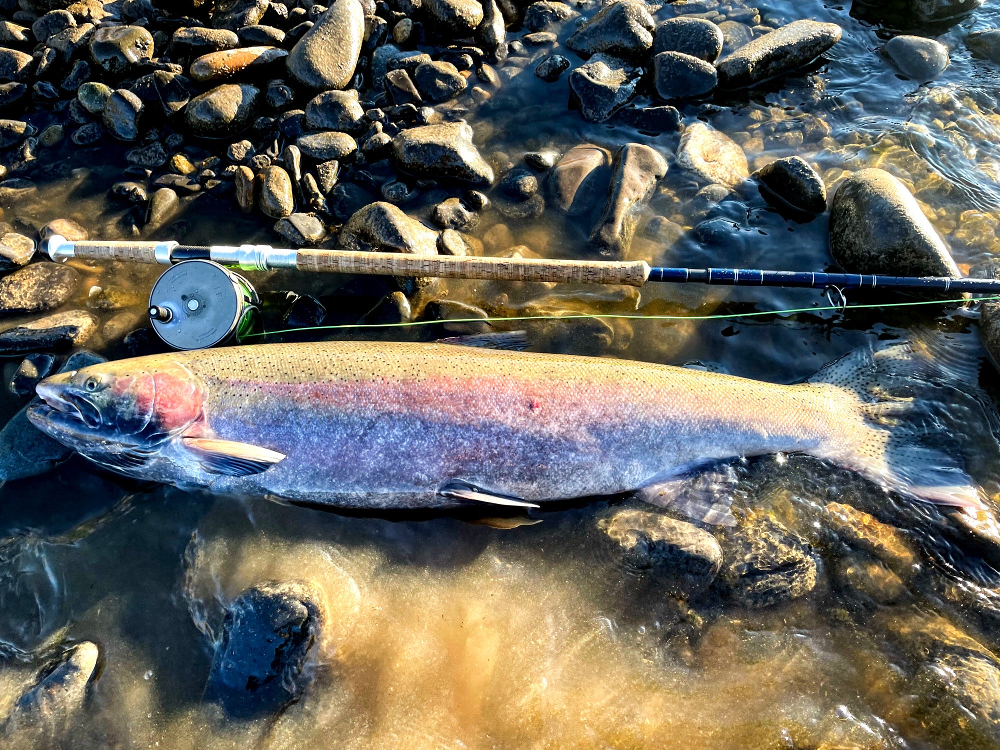 idaho record steelhead