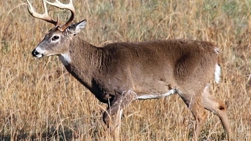 Illinois firearms hunters took more bucks last year – and took ’em early – Outdoor News