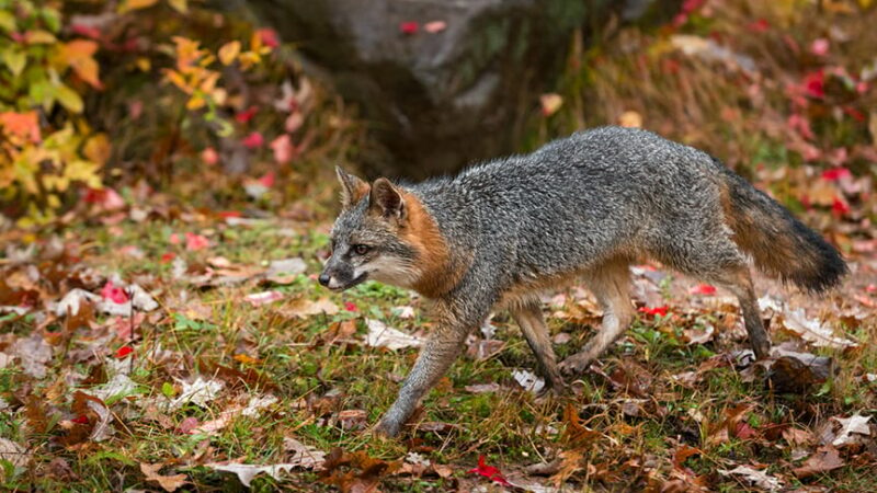 Iowa DNR looking for gray fox as part of a research project and is asking for help from trappers – Outdoor News