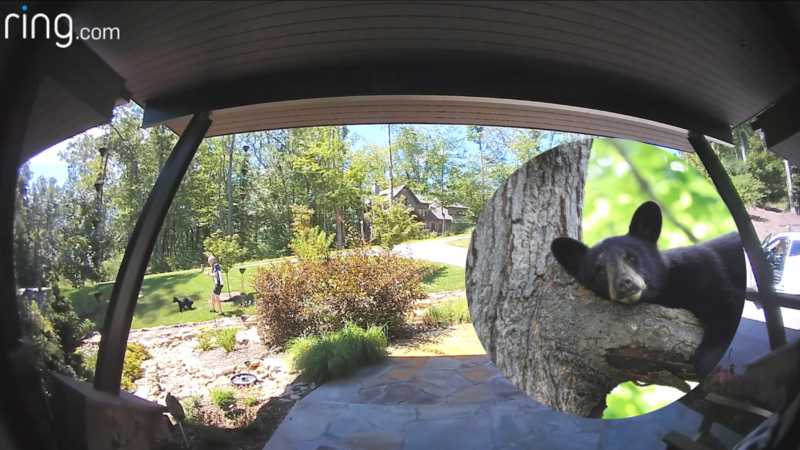 ‘It’s Hard to Tell Who the Incident Scared More:’ Camera Captures Encounter Between a Homeowner and Black Bear Cub