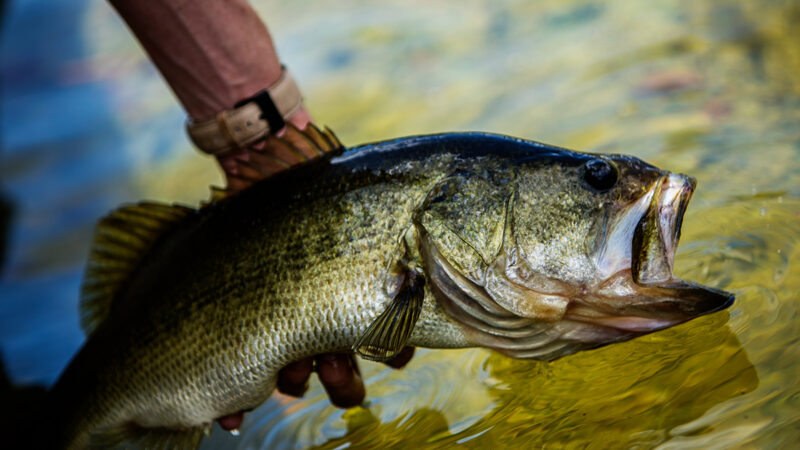 Largemouth bass consume carp in Illinois River, but hopes they could reduce invasive carp are doubtful – Outdoor News