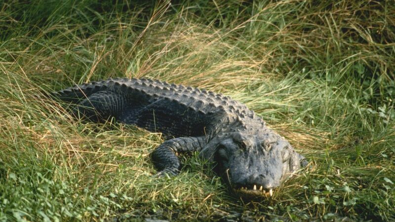 Later Gator: 6 Alligator Myths Busted by an Expert