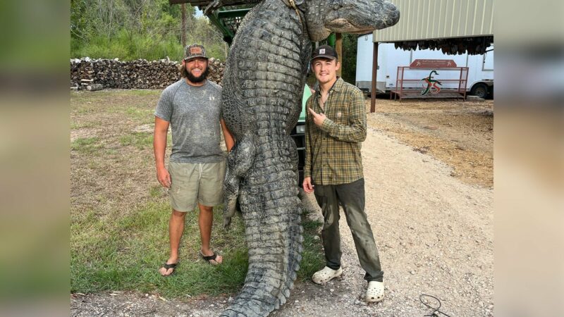 Louisiana Guides Wrangle 14-Foot Gator After It Breaks 1,000-Pound Line
