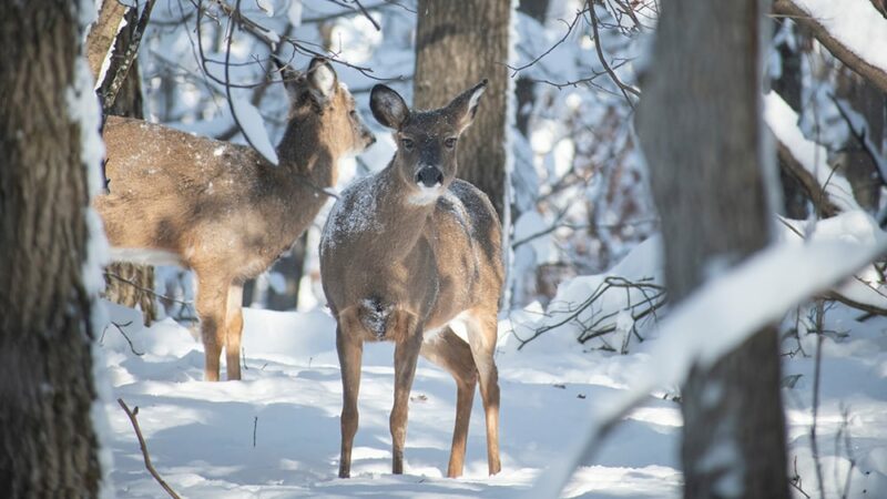 Michigan deer expert makes case to thin antlerless population – Outdoor News