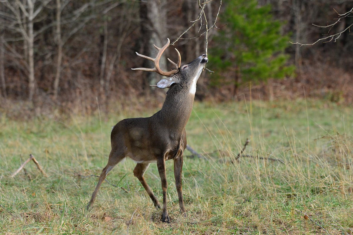 Michigan DNR predicts good deer hunting in 2023 season Outdoor News