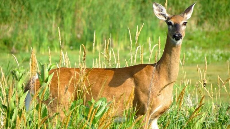 Michigan DNR reports Ogemaw County’s first CWD-positive wild deer, hunters encouraged to get deer tested – Outdoor News