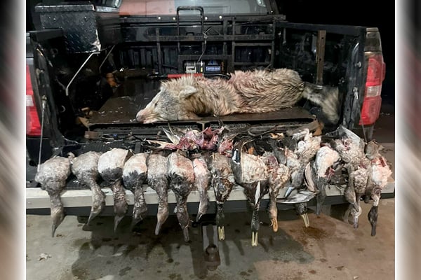 Minnesota DNR seeks help in wolf kill, duck-dump investigation – Outdoor News