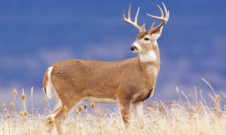 Minnesota House committee reviews agencies’ CWD efforts – Outdoor News