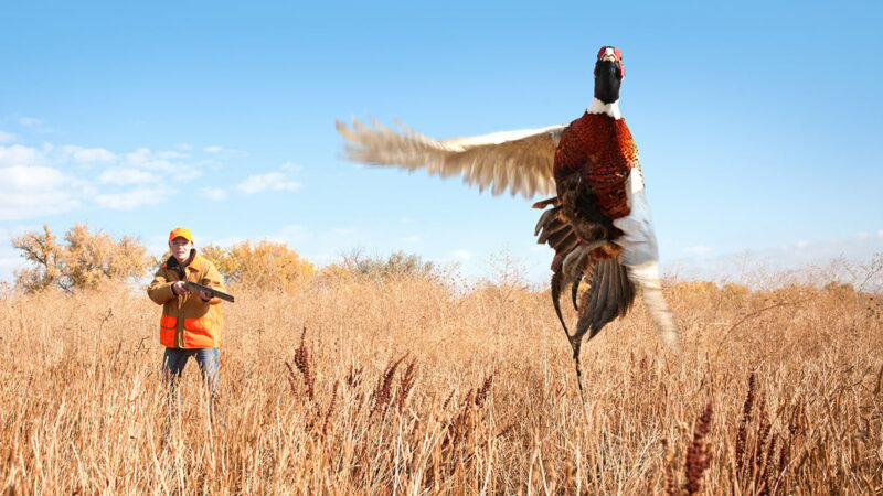 Minnesota pheasant opener a mixed bag for state’s hunters – Outdoor News