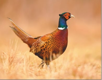 Minnesota’s 2023 pheasant hunt: Are hunters in for a big season? – Outdoor News