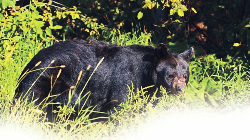 Minnesota’s bear harvest likely to decrease in 2023 – Outdoor News