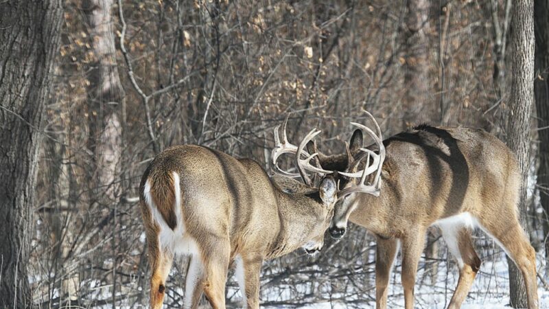 Minnesota’s firearms deer forecast: Many factors will affect how hunters fare – Outdoor News