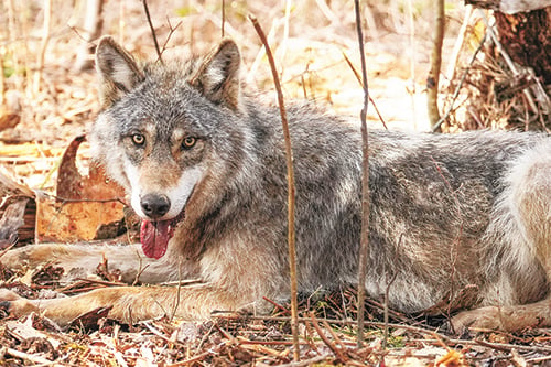 Minnesota’s Voyageurs Wolf Project releases its 2022-23 wolf report showing stable population – Outdoor News