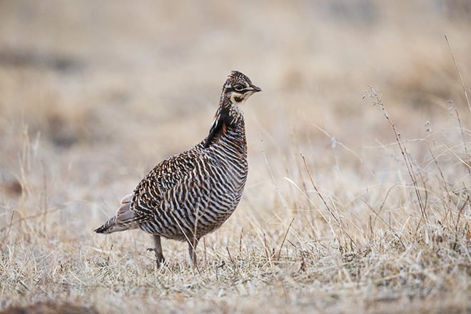 MN Daily Update: Hunters can help with prairie chicken and grouse research – Outdoor News