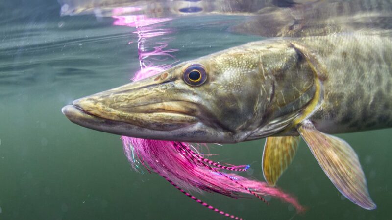 MN Daily Update: Muskies are biting, and here’s how anglers are catching them – Outdoor News