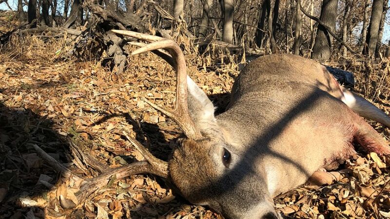 MN Daily Update: Some thoughts on finding archery deer success this October – Outdoor News